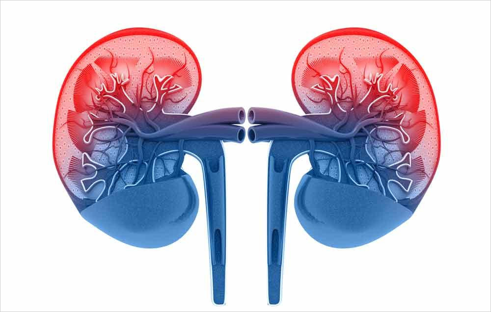 Proteínas y función renal en el siglo XXI