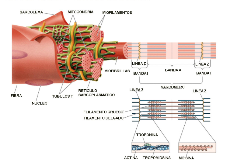 La hipertrofia muscular