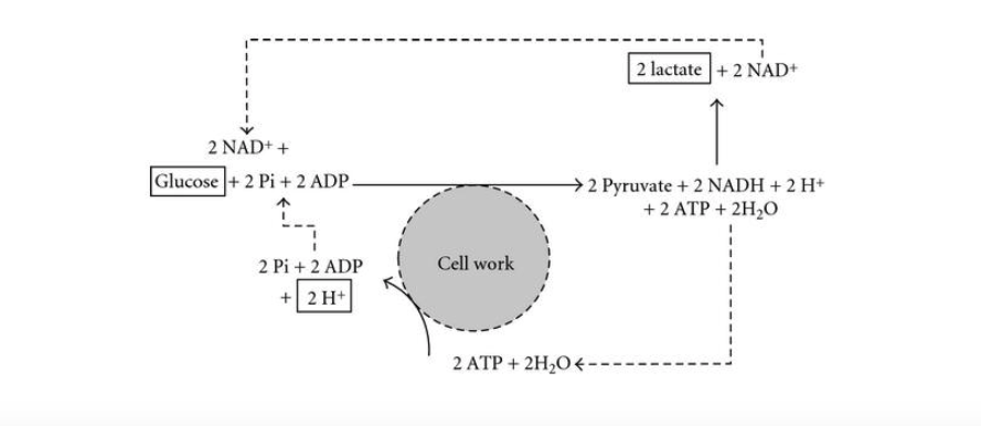 Acople glucolítico (Parte 2) Aclarando la glucólisis, el lactato y el rol mitocondrial en la reacción glucolítica