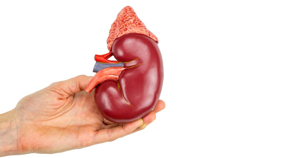 Proteínas y daño renal.