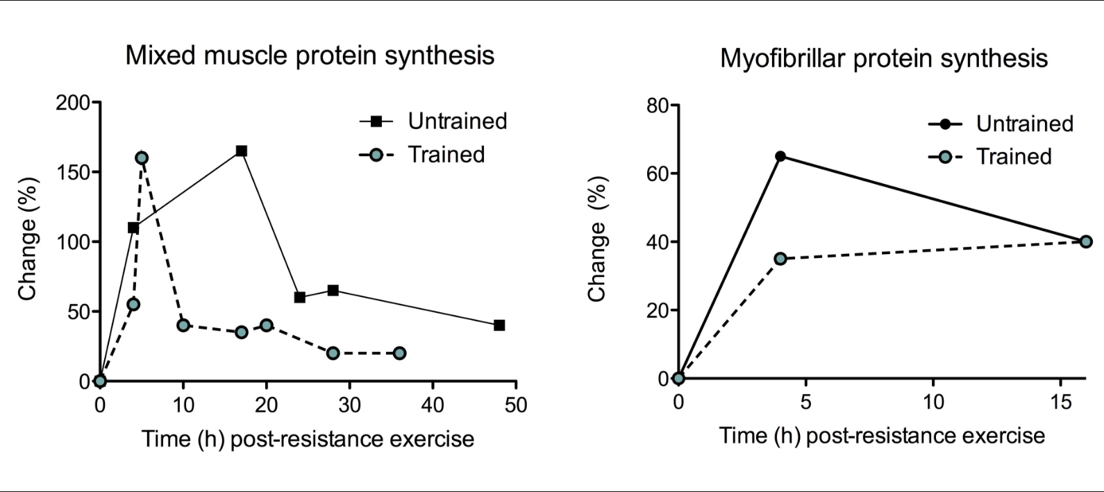 La ingesta de proteínas en la respuesta muscular
