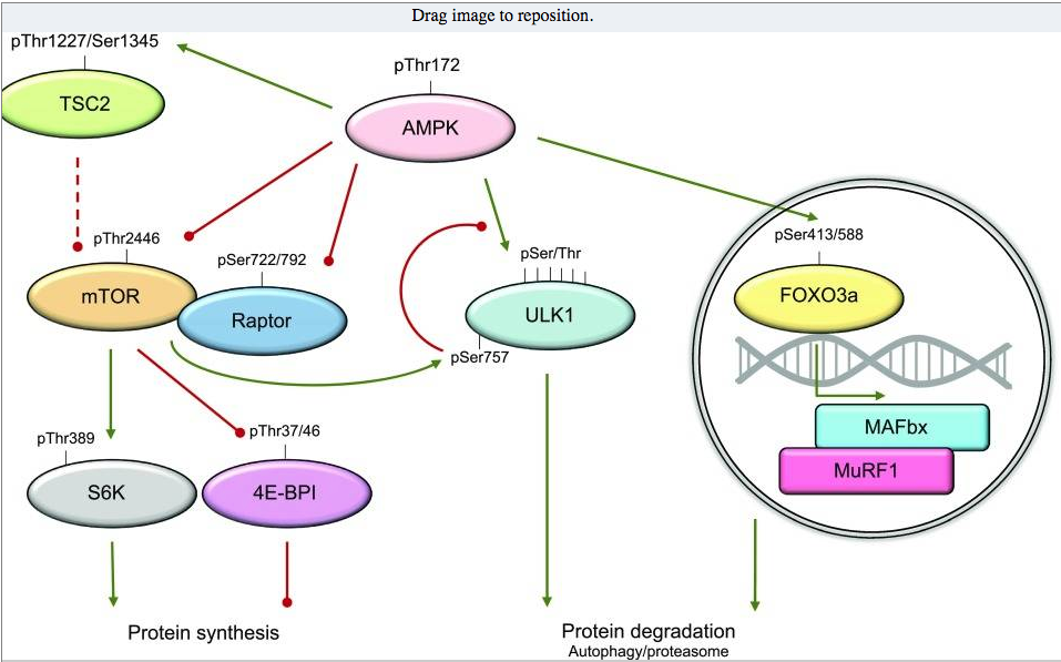 La AMPK y su multifunción