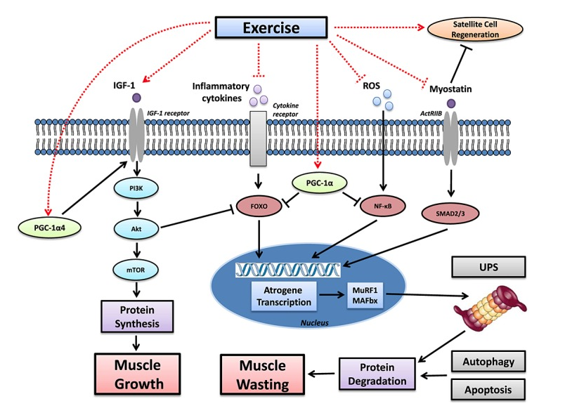 Mecanismos moleculares de la sarcopenia