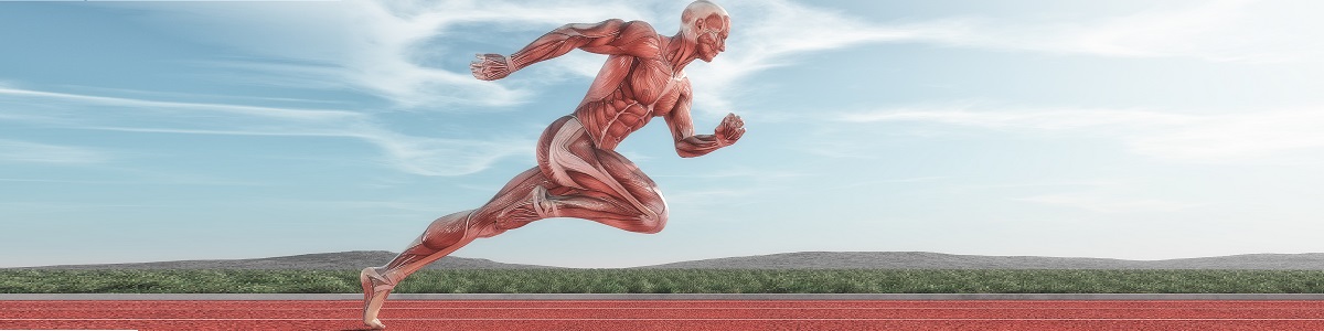 Fundamentos de la Anatomia Funcional y Patrones de Movimiento Fundamentos de la Anatomia Funcional y Patrones de Movimiento